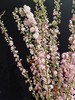 粉色珍珠李鲜切花1扎 商品缩略图2