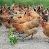 百食轩 安徽散养皖西麻黄鸡母鸡 高端彩袋彩箱装 （国家地理标志产品） 商品缩略图6