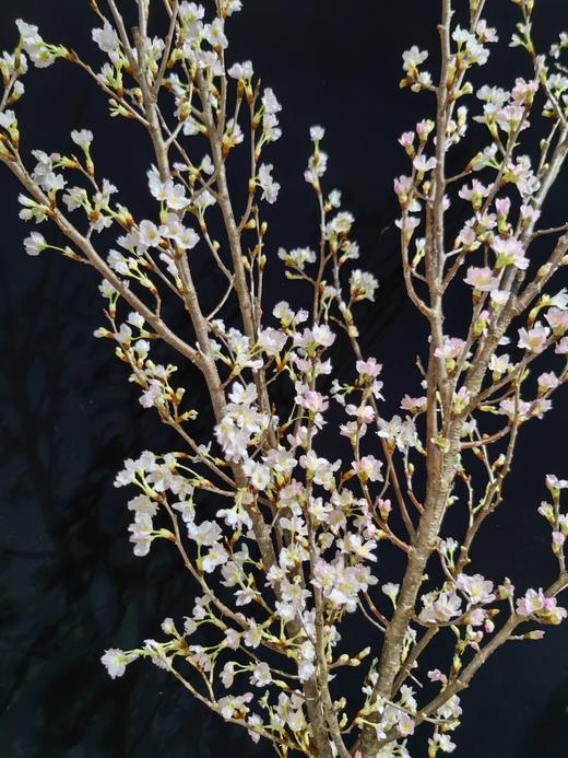 日本进口樱花Keiozakura敬翁樱 商品图0