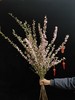 粉色珍珠李鲜切花1扎 商品缩略图4