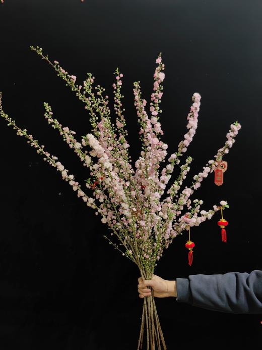 粉色珍珠李鲜切花1扎 商品图4