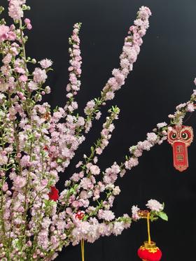 同城甄选粉色珍珠李鲜切花1扎