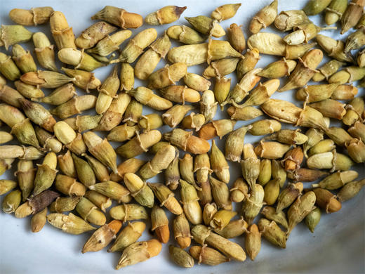 炙槐米茶 商品图3