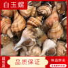 【海鲜】鲜活白玉螺（1斤约10个） 商品缩略图0