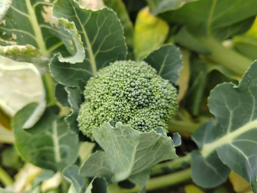 西兰花 商品图5