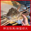 【海鲜】鲜活阿拉斯加长脚蟹（2.2-2.3斤/只） 商品缩略图2