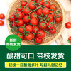 【绿行者】散串樱桃番茄2kg 商品缩略图1