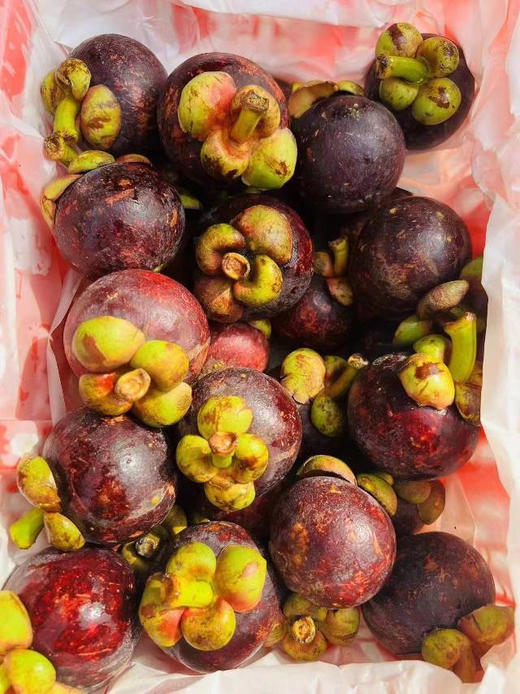 泰国老树一级果山竹，3A，约3斤/份 商品图1