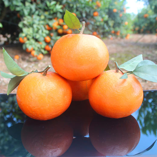 武鸣沃柑（8斤装、12枚礼盒、24枚礼盒） 商品图3