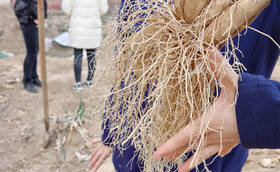 毛细根对种植大葱有多重要?产量全靠它