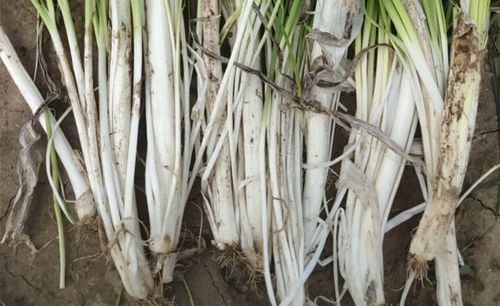 葱白分叉 葱白分叉