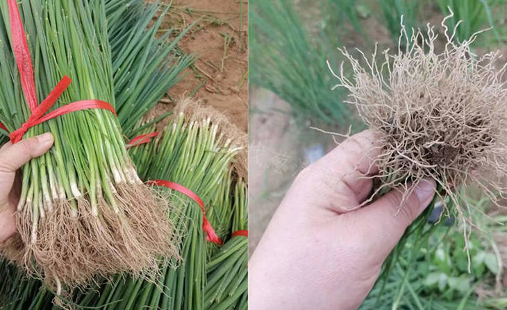 濮阳基地葱苗 濮阳基地葱苗