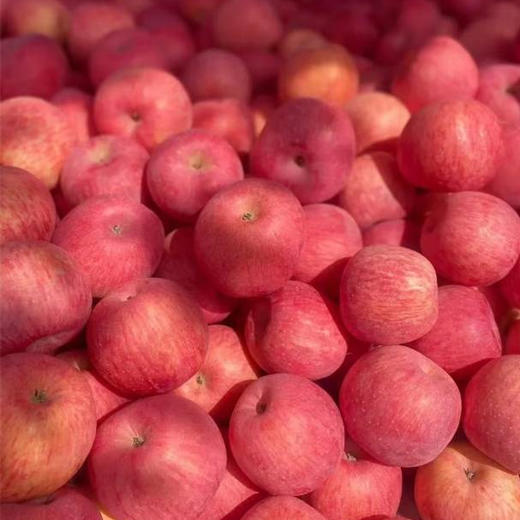 【洛川苹果5斤】|拥有恰到好处的酸甜比 颜色红火又喜庆，口感脆甜、多汁、不打蜡、不催熟，是出口世界六大洲的“国礼苹果” 商品图3