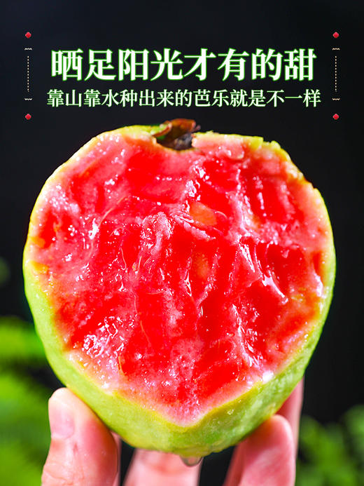 【树上熟芭乐！人称水果届“脂肪杀手”！】奶油胭脂红芭乐！树熟大果！热量低！并且含有丰富的维C！甜！香！糯！SGXH2401 商品图2