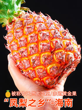 【5斤装只要？ 香甜凤梨 嘎嘎好吃！】海南金钻凤梨 阳光好水分足 甜蜜多汁 嘎嘎好吃 爆炸凤梨 汁水充足 老少皆宜！-FLGG01