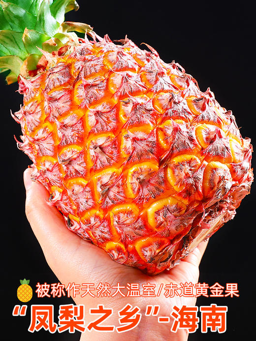 【5斤装只要？ 香甜凤梨 嘎嘎好吃！】海南金钻凤梨 阳光好水分足 甜蜜多汁 嘎嘎好吃 爆炸凤梨 汁水充足 老少皆宜！-FLGG01 商品图0