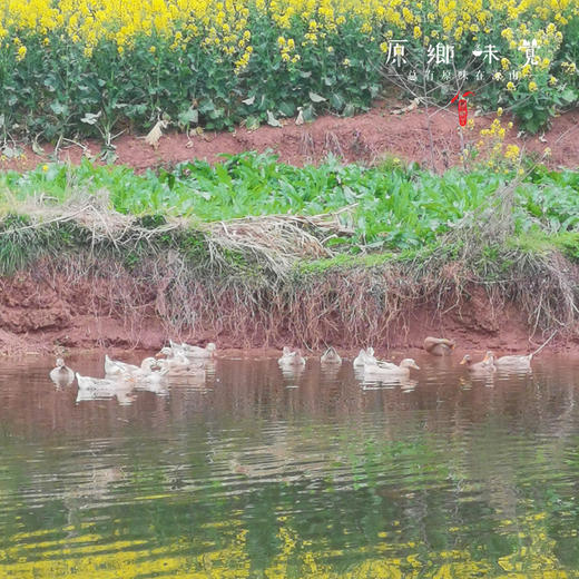 生态咸鸭蛋【基地直发-圆通包邮】| 来自四川绵竹，生态小麻鸭，传统工艺制作，蛋香味浓，安全0兽残。 商品图7