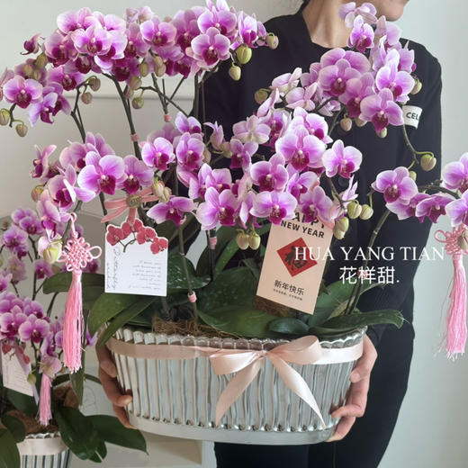 凤鸣朝阳 蝴蝶兰盆栽 商品图2