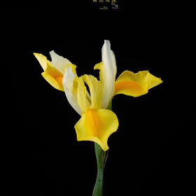 鸢尾-黄色（A）