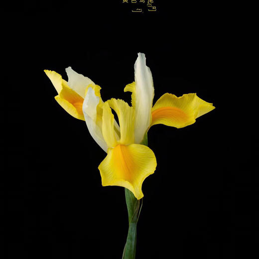 鸢尾-黄色（A） 商品图0