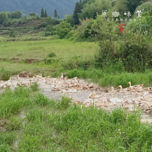 生态咸鸭蛋【基地直发-圆通包邮】| 来自四川绵竹，生态小麻鸭，传统工艺制作，蛋香味浓，安全0兽残。 商品图6