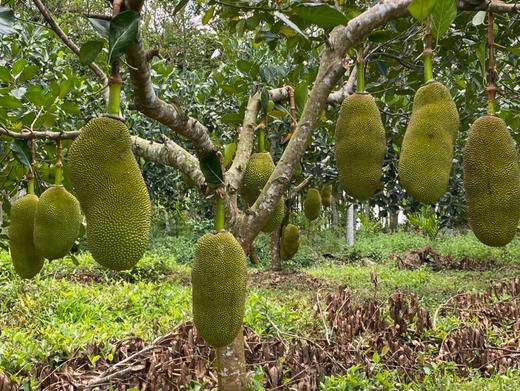 超大菠萝蜜 一口气吃到爽😋【海南果园现发海南黄肉菠萝蜜大果21-24斤】一整个新鲜菠萝蜜热带黄肉果肉特产 坏果包赔✈️ 顺丰/京东随机发货 商品图3