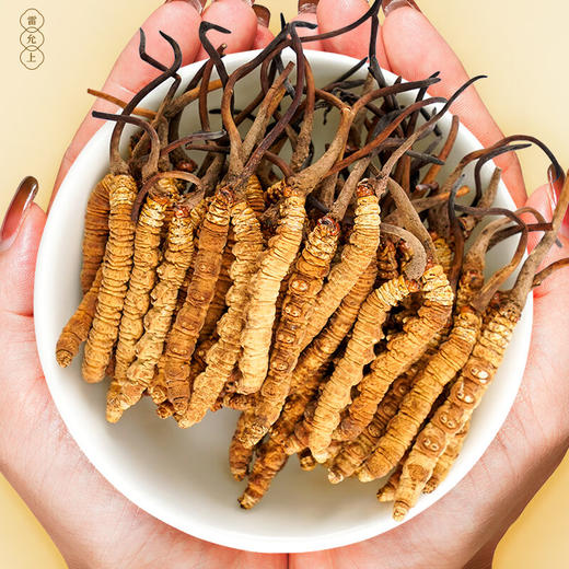 雷允上西藏乙级冬虫夏草10g/盒（-50） 商品图3