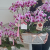 凤鸣朝阳 蝴蝶兰盆栽 商品缩略图3