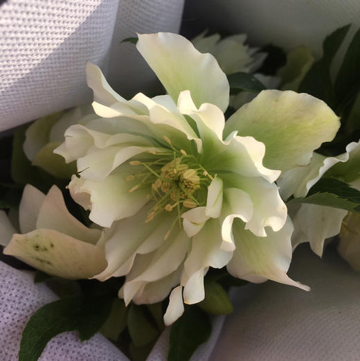 菟葵.白色（重瓣） 商品图1