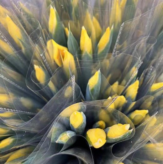 鸢尾-黄色（A） 商品图1