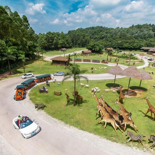 【广州长隆臻享导览私家团】全天服务8小时|小火车+缆车快速通道|自驾区+步行区专业向导全程讲解+1小时跟拍+小动物投喂|上门接送|园区购物折扣|网红餐厅代预约（不含长隆门票） 商品图3