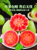 【树上熟芭乐！人称水果届“脂肪杀手”！】奶油胭脂红芭乐！树熟大果！热量低！并且含有丰富的维C！甜！香！糯！SGXH2401 商品缩略图4