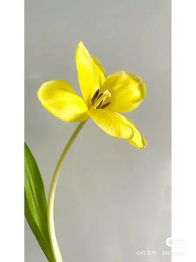 国产郁金香 | 纯金