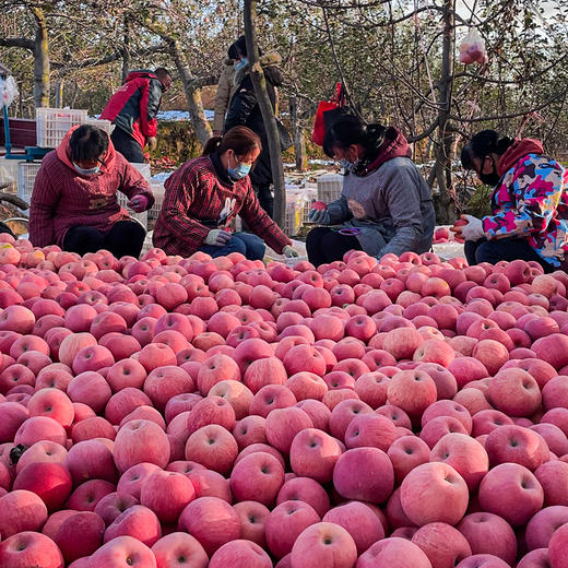 天安门联名款·延安苹果80-85精品12枚手提箱装 商品图3