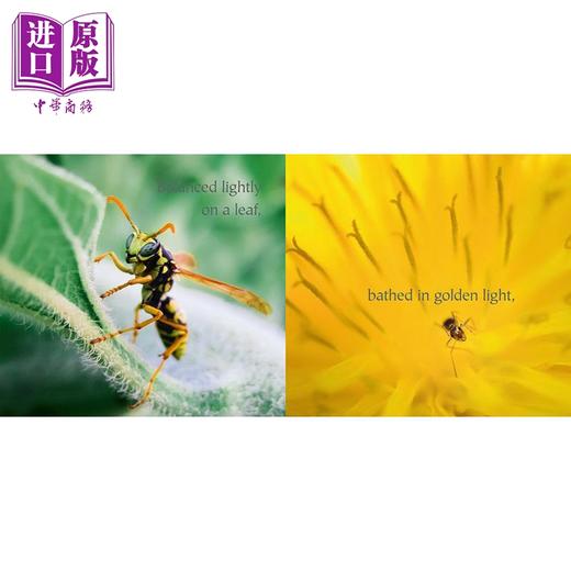 【中商原版】轻轻踏进大自然 Step Gently Out 英文原版 儿童科普绘本 少儿知识百科图画书 进口图书 自然科学读物 3岁以上 商品图1