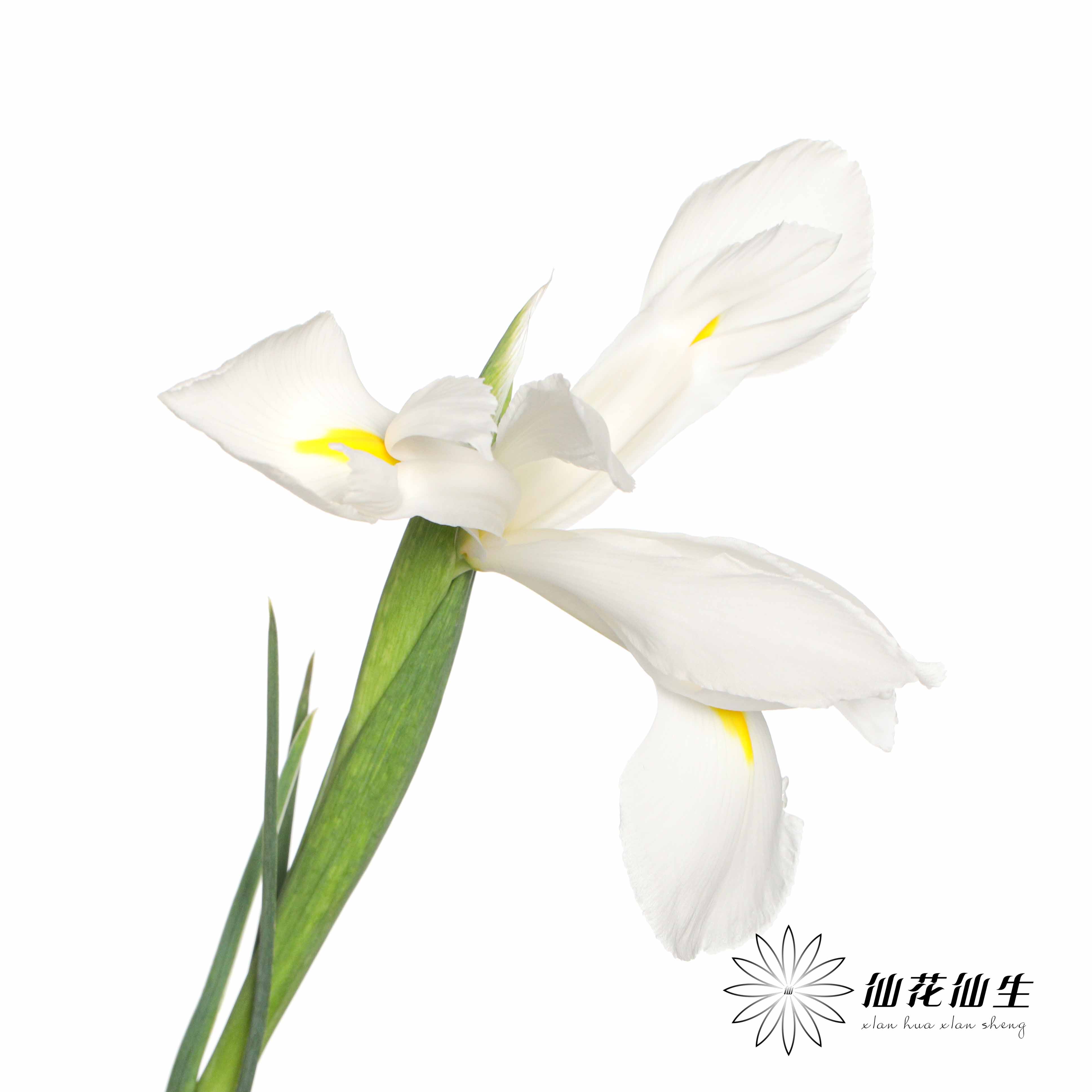 配花 | 鸢尾白色