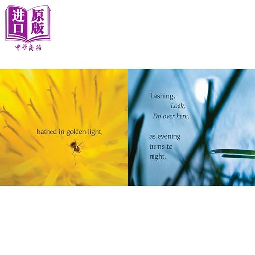 【中商原版】轻轻踏进大自然 Step Gently Out 英文原版 儿童科普绘本 少儿知识百科图画书 进口图书 自然科学读物 3岁以上 商品图2