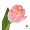 【单瓣郁金香】 初生 10枝一扎 商品缩略图0