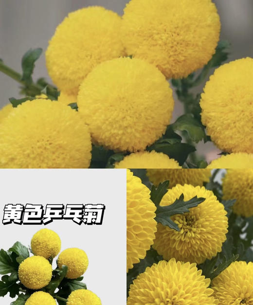 【乒乓菊】-黄色  约10枝/扎 商品图0