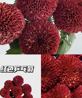 【乒乓菊】红色  约10枝/扎