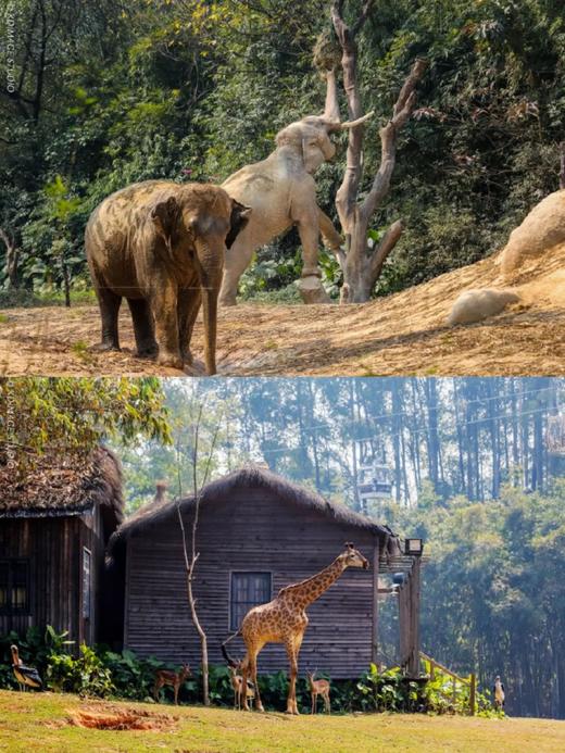 【车游长隆】专车进园游览+趣味讲解（可优惠加购旅拍） 商品图4