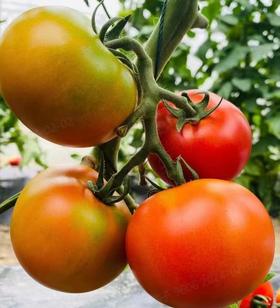 [专业种子] “美味941”大番茄种子