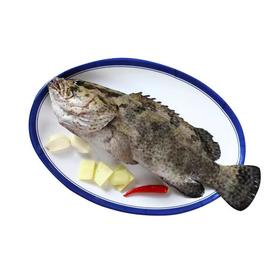 苏鼠斑鱼约1.4-1.5斤