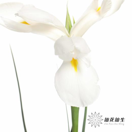 配花 | 鸢尾白色 商品图1