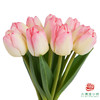 【单瓣郁金香】 初生 10枝一扎 商品缩略图3