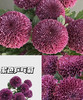 【乒乓菊】紫色 约10枝/扎 商品缩略图0
