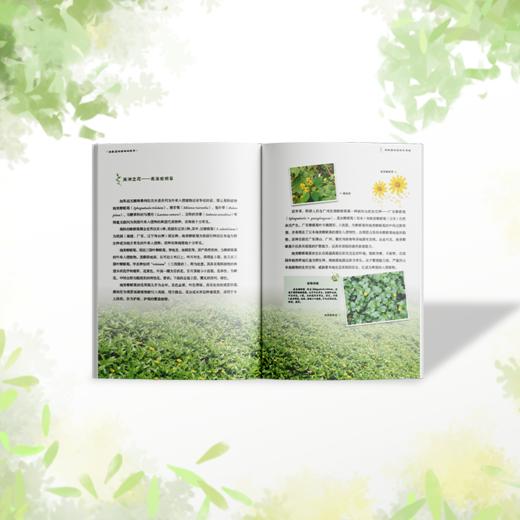 海南湿地植物的故事2375 商品图4