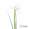 配花 | 鸢尾白色 商品缩略图2