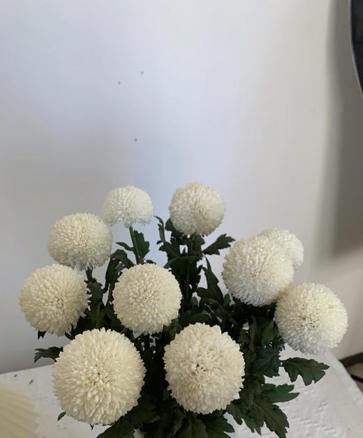 【乒乓菊】白色  约10枝/扎 商品图1