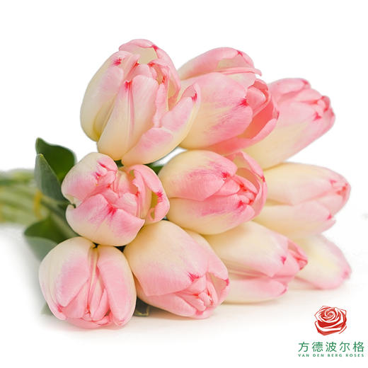 【单瓣郁金香】 初生 10枝一扎 商品图1